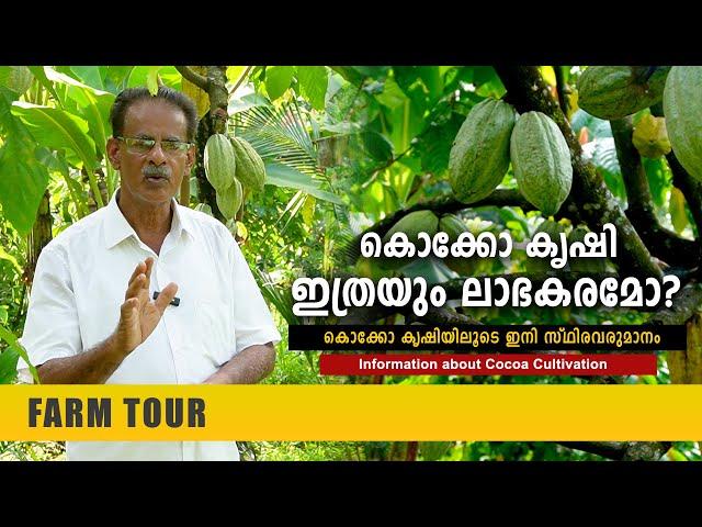 കൊക്കോ കൃഷി ഇത്രയും ലാഭകരമോ? Information about Cocoa Cultivation | Cocoa Farm | Bell Mount Chocolate