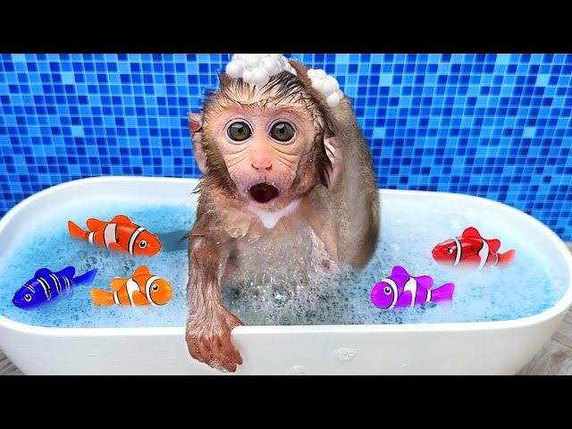 Monkey Baby Bon Bon bath in a bathtub with rainbow fish and play in the park with ducklings