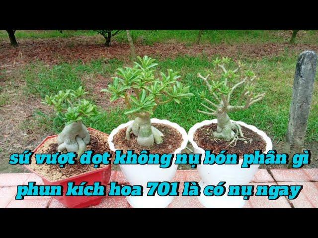 sứ vượt đọt non không có nụ bón phân gì... phun kích hoa 701 là có nụ ngay chuẩn Tết