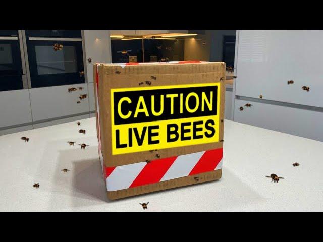 So, Onett sent me this box of bees...