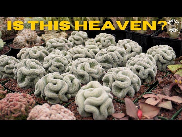 Telling Plant stories on Palmstreet with Cactus jack: CULTIVAR CAVIAR