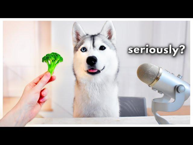 Funny Husky Reviews Food | Skaya Taste Test (SKAYASMR)