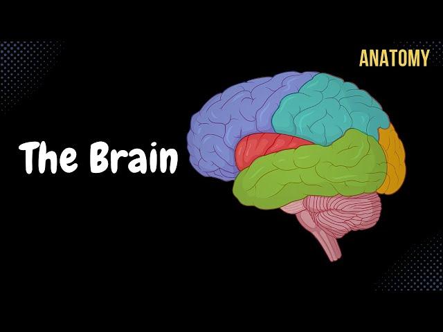 Cerebral Cortex (Function, Covering, Lobes, Sulcus, Gyrus, Fissures) | Anatomy