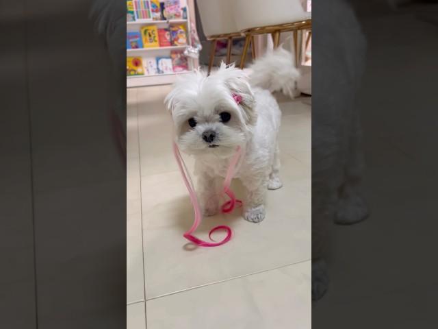 사랑의 꿍츄핑