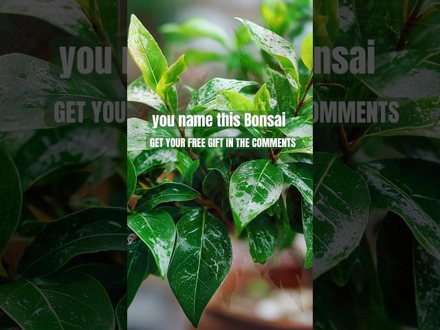  FREE BONSAI GIFT TO ALL OUR VIEWERS. #bonsai #bonsaitree #garden #gardening