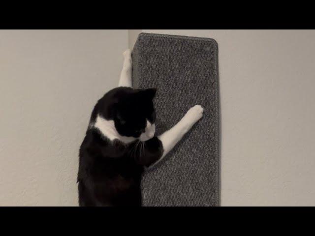 Tuxedo cat loves his new climbing wall! 