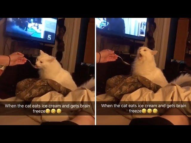 Cat Gets Brain Freeze Whilst Eating Ice Cream