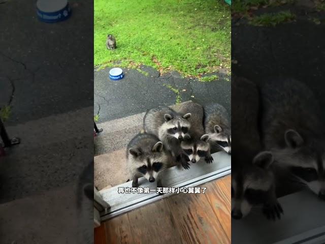 懂得分享的小浣熊