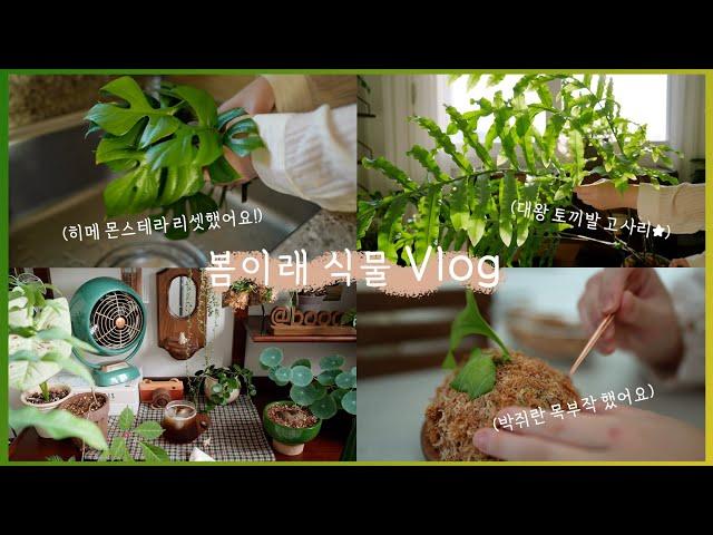 Plant Vlog 🪴Trim ferns that have grown too large 'Platycerium' planted in a tree!