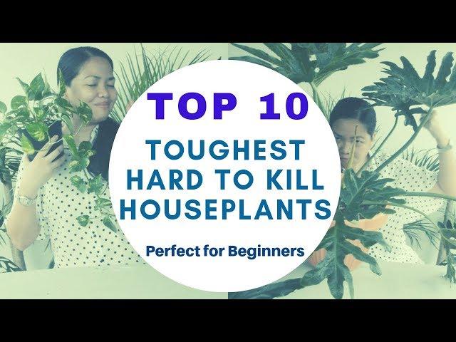 Top 10 Toughest and Hard to Kill Houseplants | EP 07