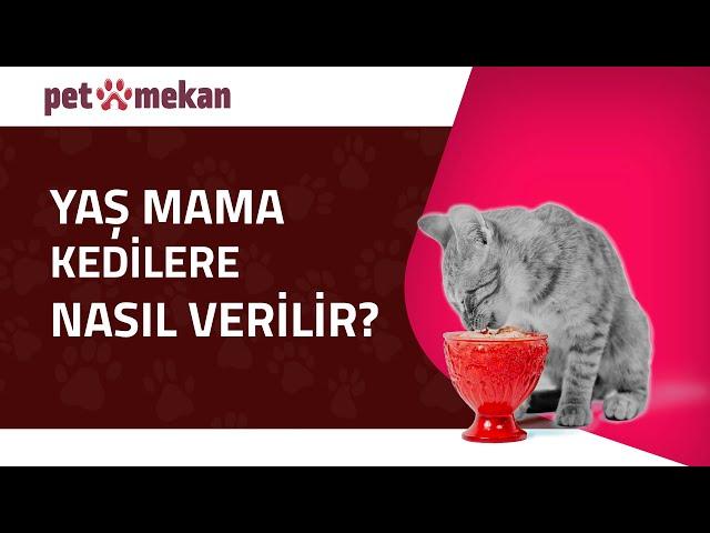 Kediler ve Yaş Mama: Bilinmesi Gerekenler! #KediMaması #YaşMama #KediBakımı #kedi #kediler