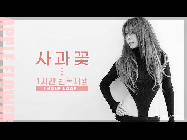 [2022 김완선-사과꽃] 1시간 듣기 | 1hour loop | 가사