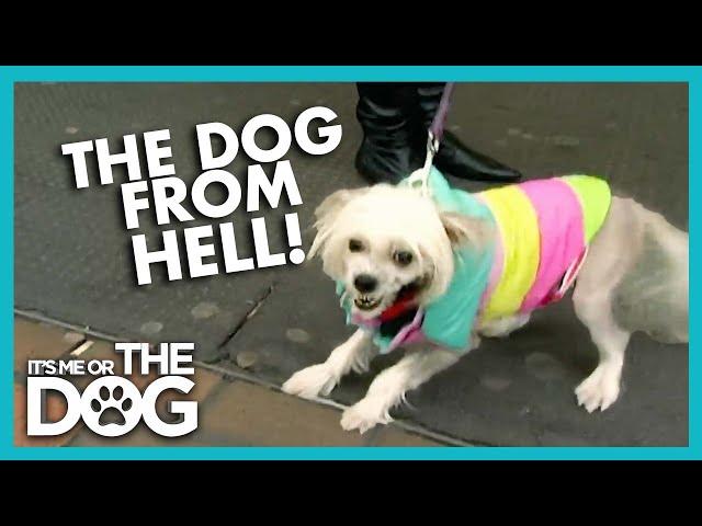 Vicious Tiny Dog From Hell  | Full Episode | It's Me or the Dog