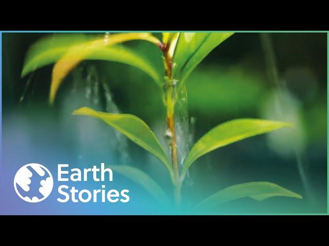 David Attenborough On Hong Kong's Biodiversity | Garden In The Sky | Earth Stories