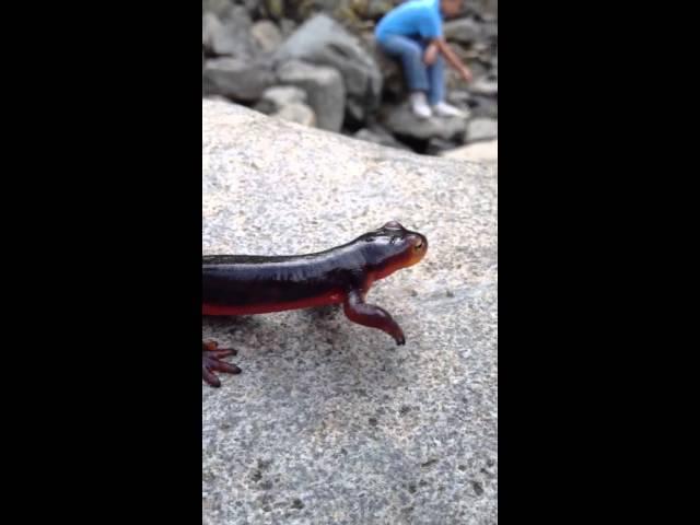 Red bellied newt