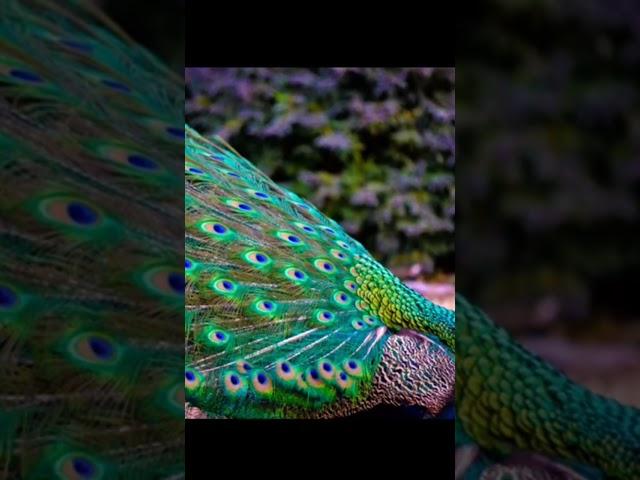 2022 peacock and 3000 bce animal world  //aw// short video