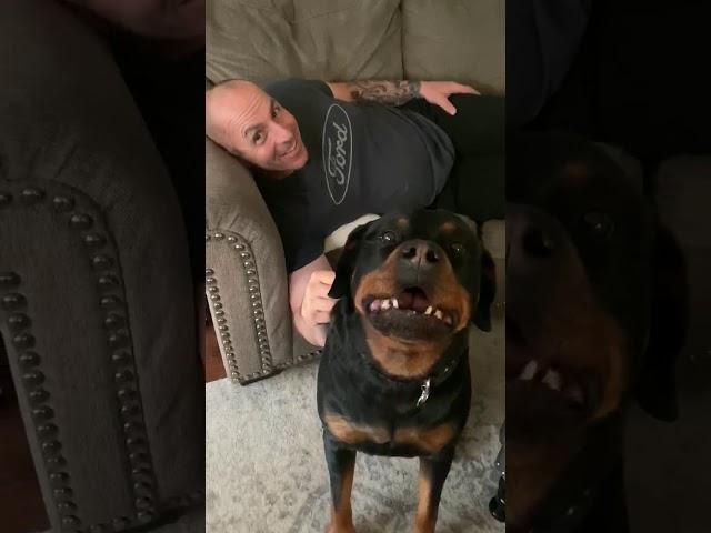 Rottweiler protects owner.