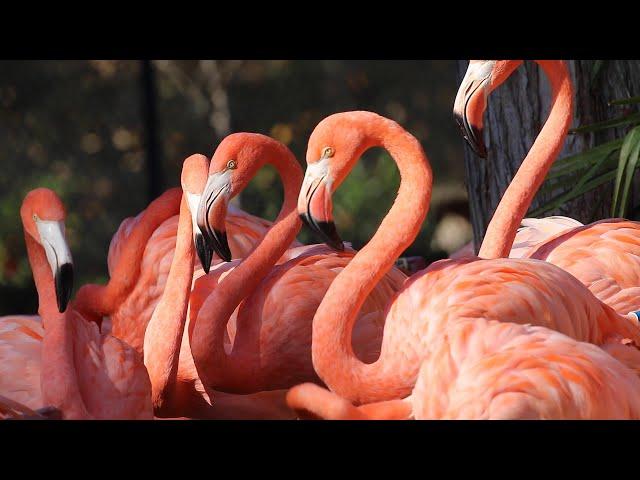 Keeper Talk - American Flamingos