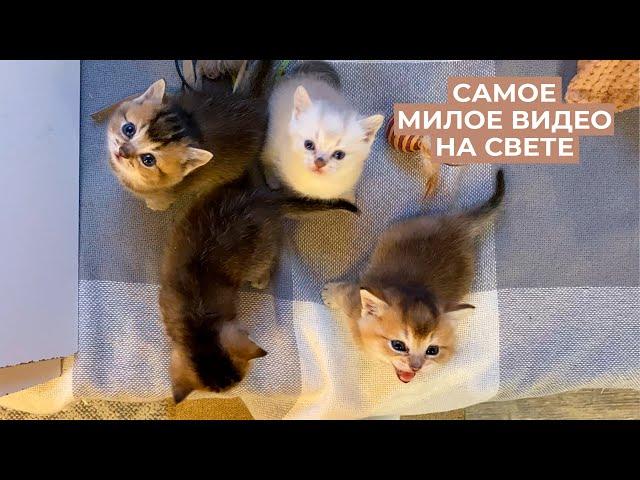 Наши британские котята с рождения до года | British gold shinshilla kittens