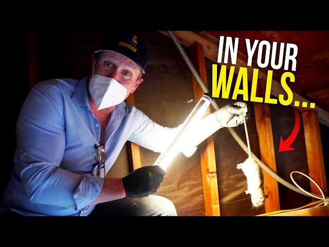 Rodents in your walls? Here's what you do.