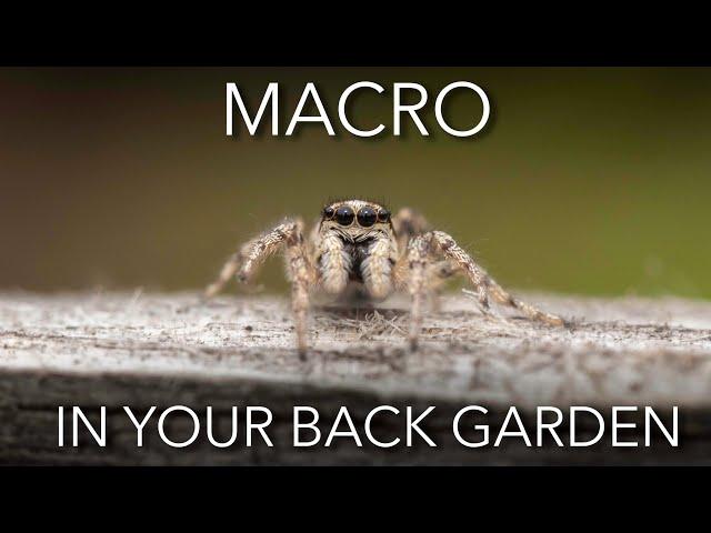 Macro photography in your back garden: TOP TIPS AND TRICKS!