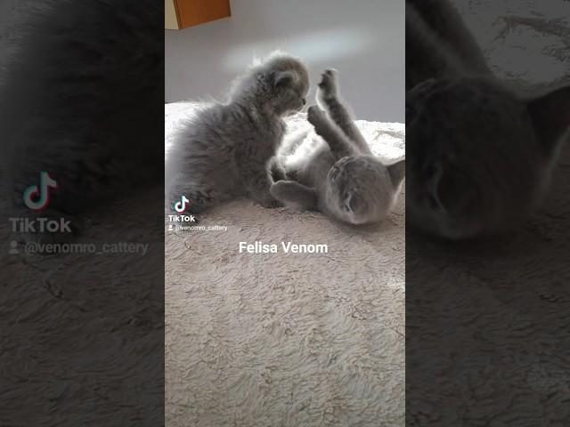 Eu am pază, mă! Cine se încumetă? #venombsh #venomro #kittens #kittensplaying #KittenLife #venomcat