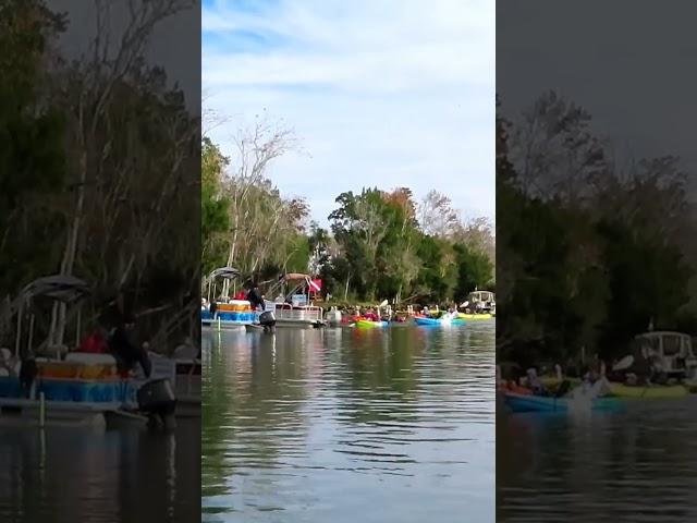 Crowded Manatee Season On The Crystal River, Florida!