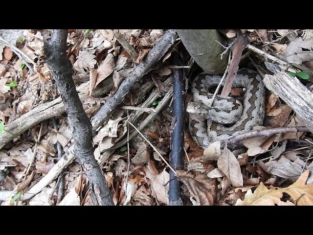 Upozoravajuće oglašavanje poskoka / Nose-horned viper hissing