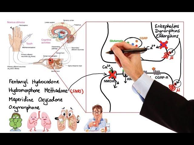 Pharmacology - OPIOIDS (MADE EASY)