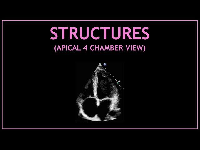 Cardiac STRUCTURES! (Apical 4 chamber view - Echocardiography)