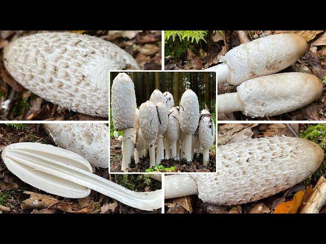 Schopftintling Verwechslung | Schopfpilz, Spargelpilz | Coprinus comatus | Giftig mit Alkohol?