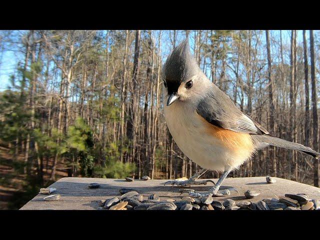 Tufted Titmouse - Hear their Calls! - Watch before your next bird outing!