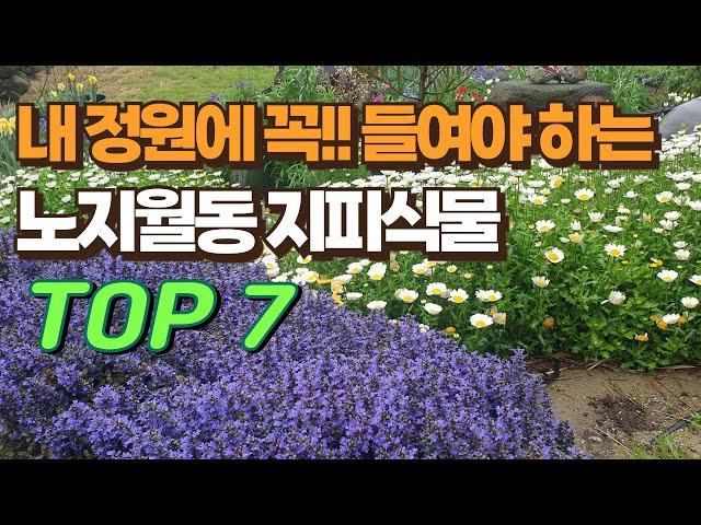 내 정원에 꼭!! 들여야 하는 노지월동 지피식물 TOP7