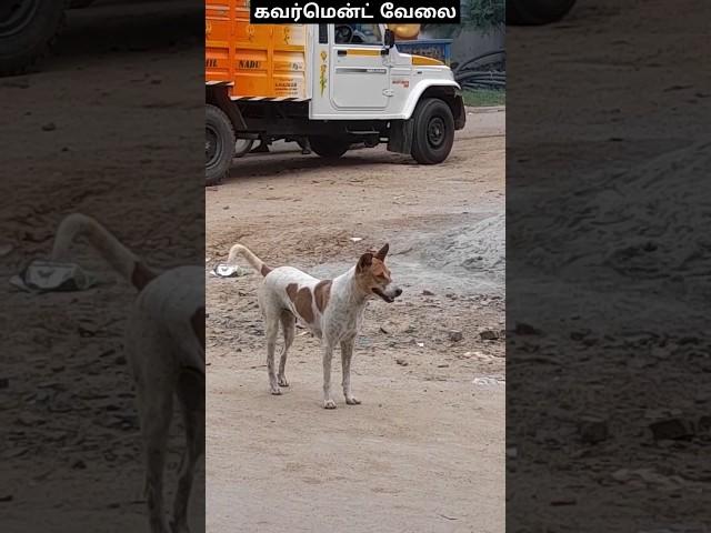 hundred day work  #funny #kuttistory #comedyfilms #comedy #kuttys #comedymovies #funnycomedy #pets