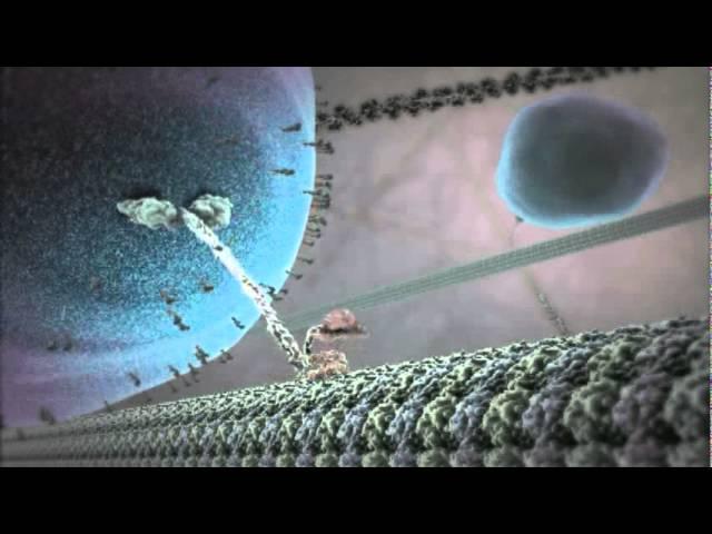 The Inner Life of the Cell Animation