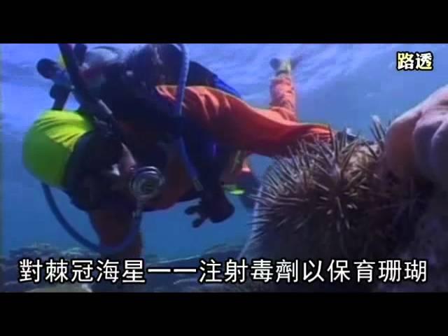 細菌救大堡礁 專殺棘冠海星