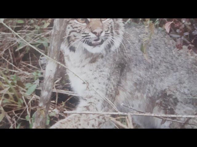 Bobcat trapping locations/ flagging/ sets