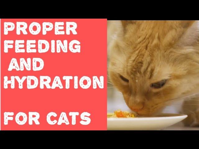 Proper Feeding and Hydration for Cats: A Comprehensive Guide