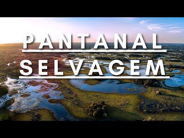 Pantanal Selvagem - Vida Animal | Documentário dublado HD