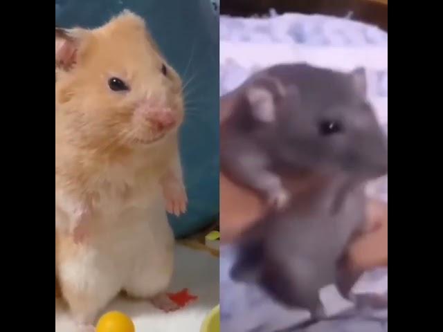 depressed vs dancing mouse meme template #mouse #rat #dancing #viral #funny #meme #bathing