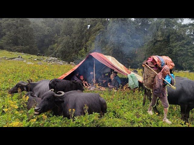 Most Peaceful And  Relaxing Shepherd Life in Rainy Day | Nepal | Organic Food | Real Shepherd Life