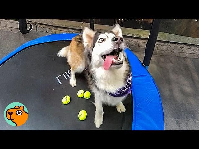 Dog Was Too Much To Handle Until She Got A Trampoline | Cuddle Buddies