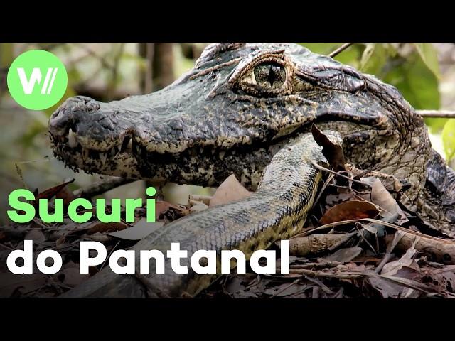 Anaconda vs. Jacaré – uma batalha que dura 60 milhões de anos