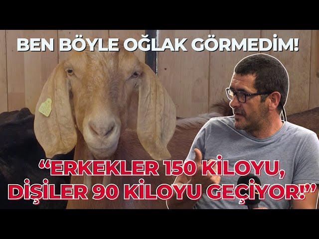 Erkekler 150 Kiloyu, Dişiler 90 Kiloyu Geçiyor! / ANGLO NUBİAN KEÇİLERİ