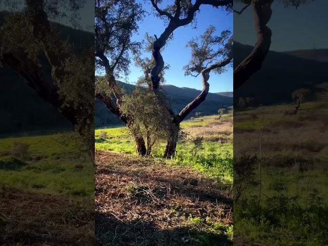 #living in a #farm in central #portugal couldn’t ask for more #farming #countryside #diy #gardening