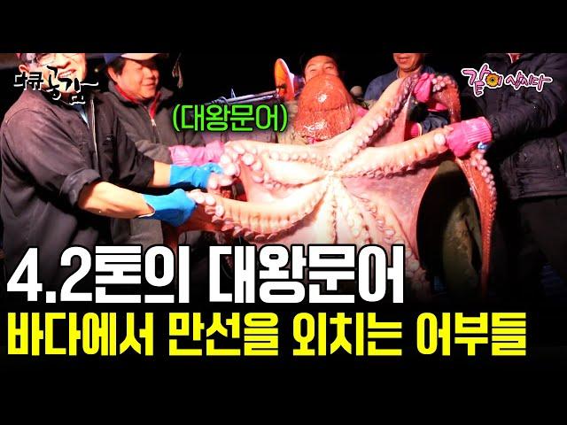 [다큐공감] 한번 바다로 나가면 4톤의 대왕문어가 잡힌다?! 1,400번을 기다려 얻은 문어 만선! | KBS 2015.01.03