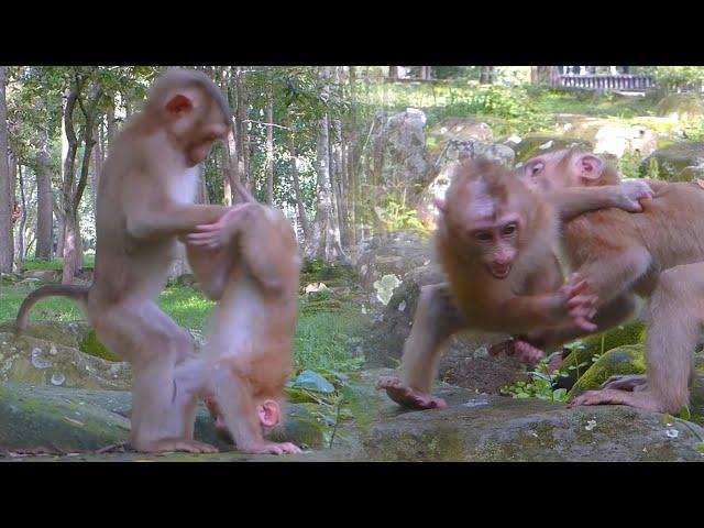 Poor Life of New Abandoned Monkey - Bravo & Nicole try to comfort He but he is very s.ca.red of them