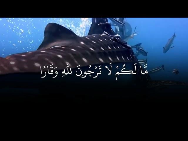 𝗧𝗮𝗳𝘀𝗶𝗶𝗿𝗸𝗮 𝗡𝘂𝘂𝘅 ᴴᴰ┇سورة نوح  Aayadaha 1-aad illaa 28-aad