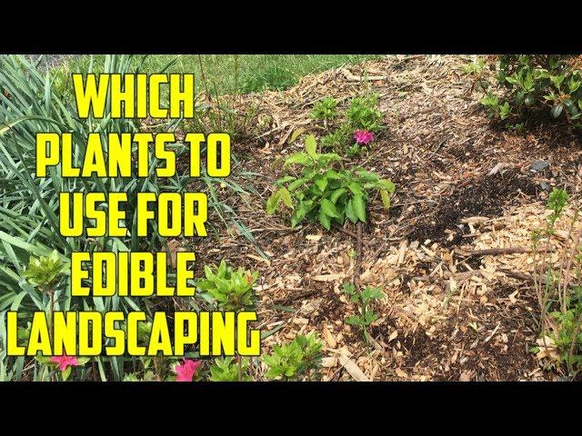 Edible Landscaping: What Plant Varieties To Use