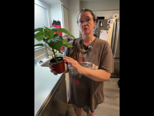 When Should You Plant Pepper Plants Deeper in Soil? #gardening #gardeningtips